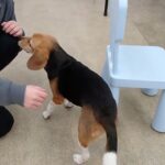 犬の幼稚園 ビオタンちゃんとトレーニング