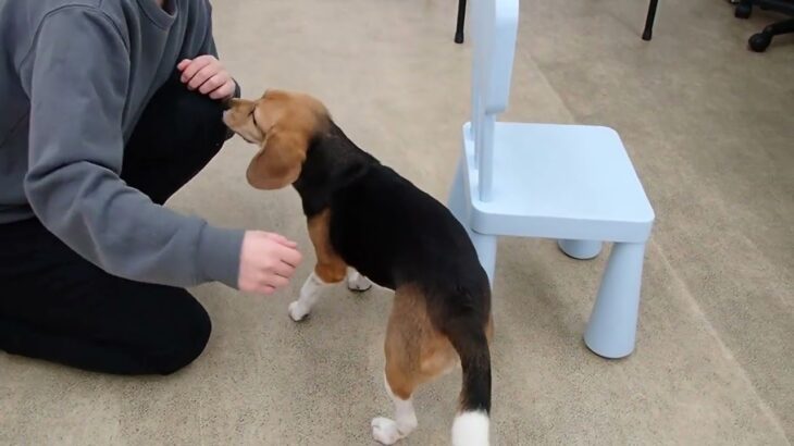 犬の幼稚園 ビオタンちゃんとトレーニング