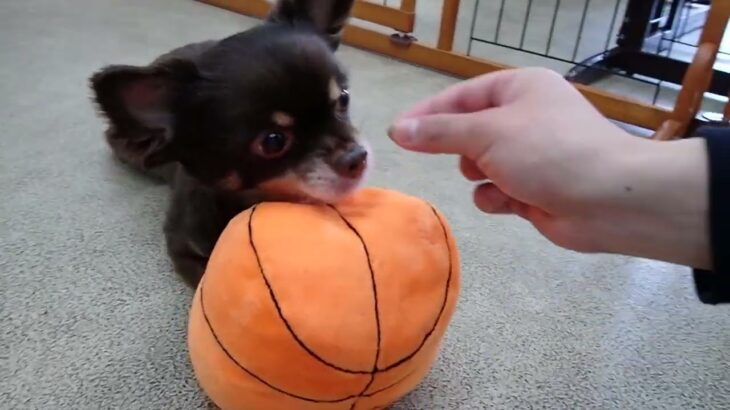 犬の幼稚園 コアくんとトレーニング