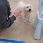 犬の幼稚園 華ちゃんとトレーニング