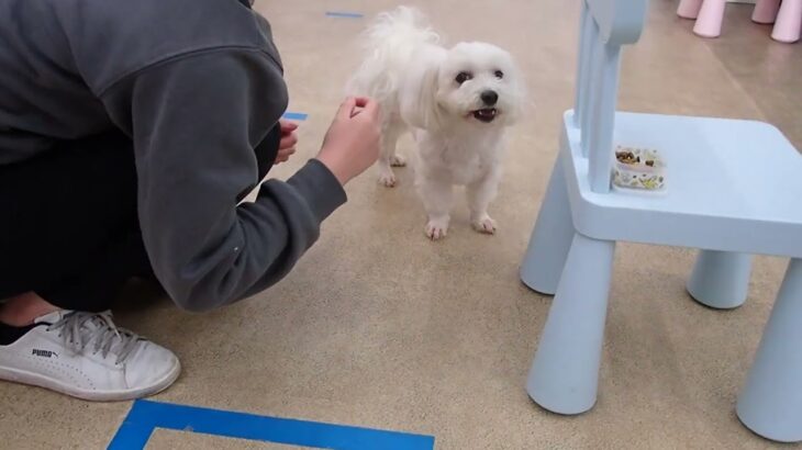 犬の幼稚園 華ちゃんとトレーニング