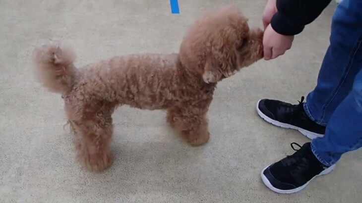 犬の幼稚園 たろうくんとトレーニング