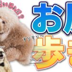 肛門トラブル！犬はどうしておしり歩きをするの？可愛いお尻歩きにご注意ください。