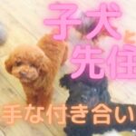 子犬と先住犬の上手な付き合い方