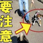 【柴犬】【ビーグル犬】【しつけ】散歩の時に、猛ダッシュして、飼い主が犬に引っ張れている状態は、犬がヤンチャでフレンドリー？