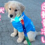 【大型犬】子犬の運動量をご紹介しますゴールデンレトリバーのルパン