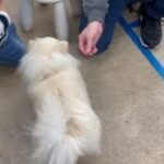 犬の幼稚園 ユパくんとトレーニング