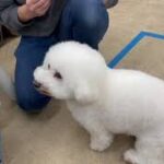 犬の幼稚園 ランディくんとトレーニング