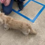 犬の幼稚園 にこまるくんとトレーニング