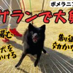 【ポメラニアン×柴犬】噛みつく、吠える、興奮を抑えたい！　【犬しつけ】