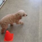 犬の幼稚園 ぴっぴちゃんとトレーニング