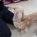 犬の幼稚園 むぎくんとトレーニング