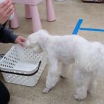 犬の幼稚園 源くんとトレーニング