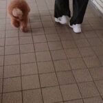 犬の幼稚園 ひなたくんとトレーニング