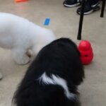 犬の幼稚園 トイちゃんとトレーニング