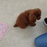 犬の幼稚園 ティアラちゃんとトレーニング