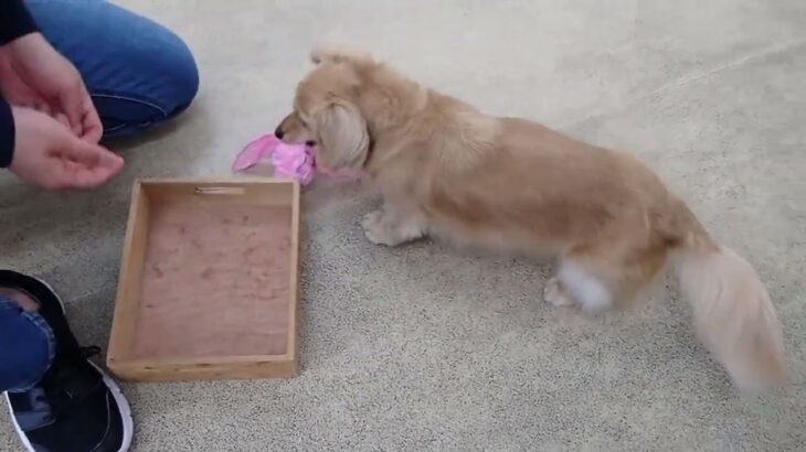 犬の幼稚園 凜ちゃんとトレーニング