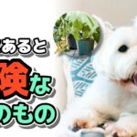 犬の近くに置くべきではない７つのもの【犬のいる暮らし・しつけ】