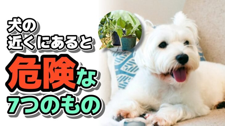 犬の近くに置くべきではない７つのもの【犬のいる暮らし・しつけ】