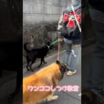 サムくん祝卒園　#しつけ教室 #散歩練習 #犬の幼稚園 #引っ張り #犬嫌い