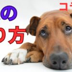 【必見】ドッグトレーナーに聞いた、犬を叱るときに絶対にやってはいけないこと