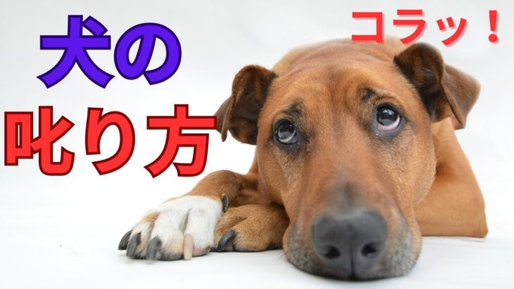 【必見】ドッグトレーナーに聞いた、犬を叱るときに絶対にやってはいけないこと