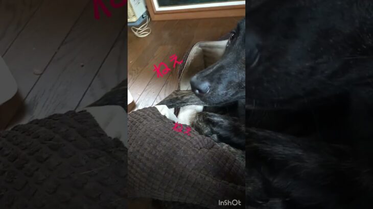 しつけの王道、お手。仕方なくするのは野犬出身のクールさでしょうか…#保護犬