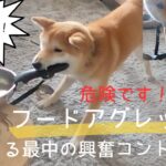 フードアグレッシブ フードボールを守る柴犬 犬のしつけ 主従関係 信頼関係 散歩