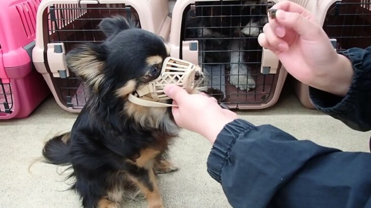 犬の幼稚園 ショコラくんとトレーニング