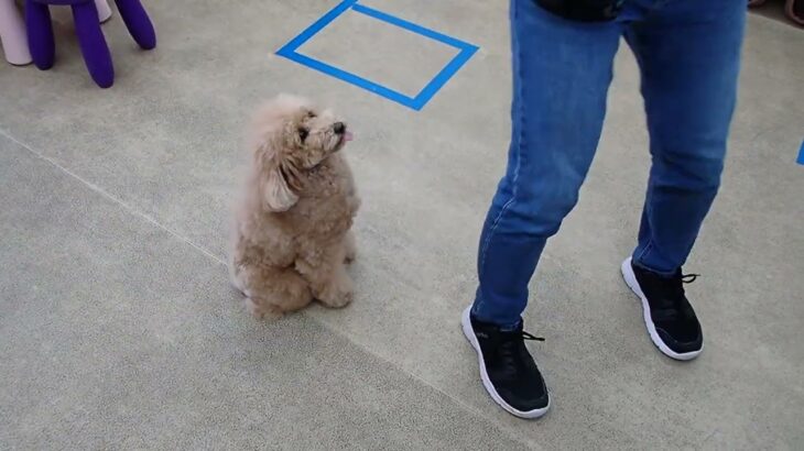 犬の幼稚園 むぎくんとトレーニング