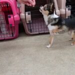 犬の幼稚園 のあくんとトレーニング