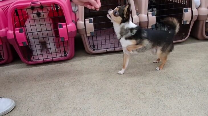 犬の幼稚園 のあくんとトレーニング