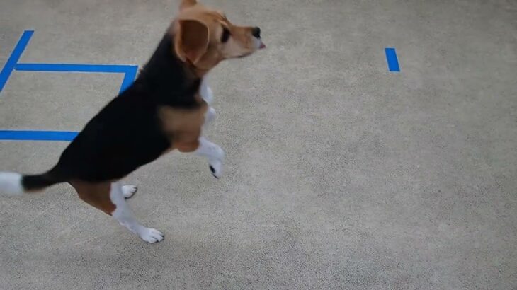 犬の幼稚園 ビオタンちゃんとトレーニング