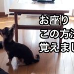 【仔犬のしつけ】おすわりを覚えた仔犬