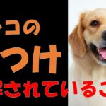 【犬の飼い方】ワンコのしつけで誤解されていること