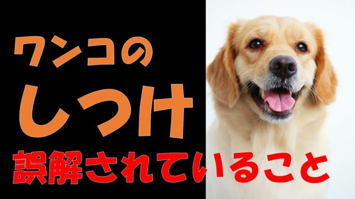 【犬の飼い方】ワンコのしつけで誤解されていること