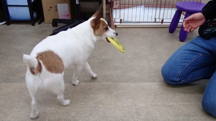 犬の幼稚園 ジャックくんとトレーニング