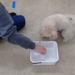 犬の幼稚園 空ちゃんとトレーニング