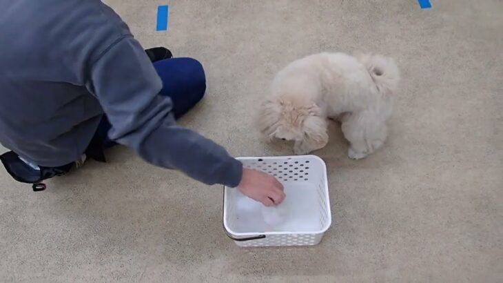 犬の幼稚園 空ちゃんとトレーニング