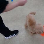 犬の幼稚園 ぴっぴちゃんとトレーニング