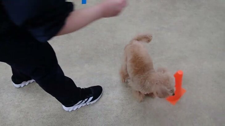 犬の幼稚園 ぴっぴちゃんとトレーニング