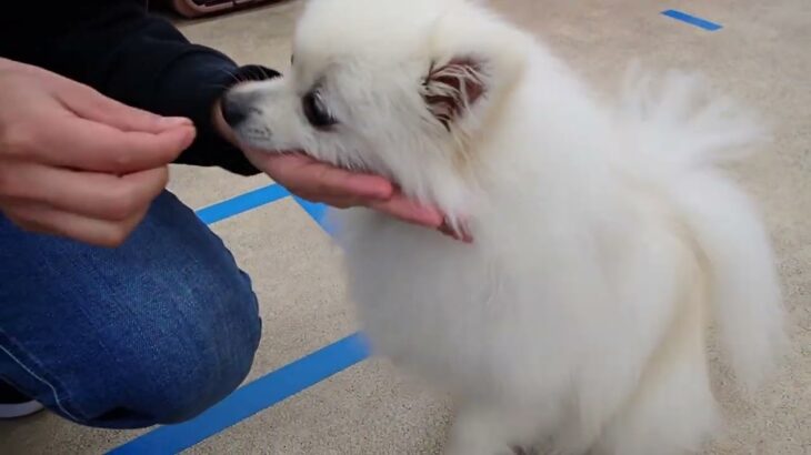 犬の幼稚園 ユパくんとトレーニング