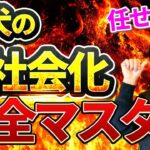 【しつけ】愛犬を正しい知識で上手に社会化！！間違えると逆効果に⁉プロドッグトレーナーが解説します【トレーニング】