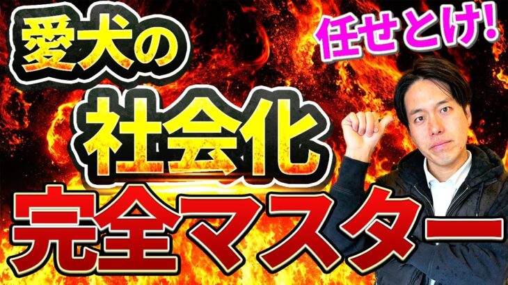 【しつけ】愛犬を正しい知識で上手に社会化！！間違えると逆効果に⁉プロドッグトレーナーが解説します【トレーニング】