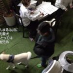 三匹の義兄弟 #犬動画 #映像制作 #ライトニング