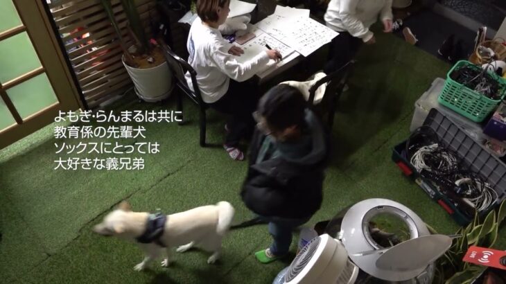 三匹の義兄弟 #犬動画 #映像制作 #ライトニング