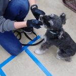 犬の幼稚園 レオンくんとトレーニング