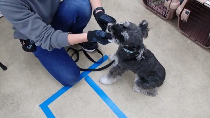 犬の幼稚園 レオンくんとトレーニング