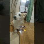 可愛くて何回もやらせたら···#コーギー #犬#犬のしつけ