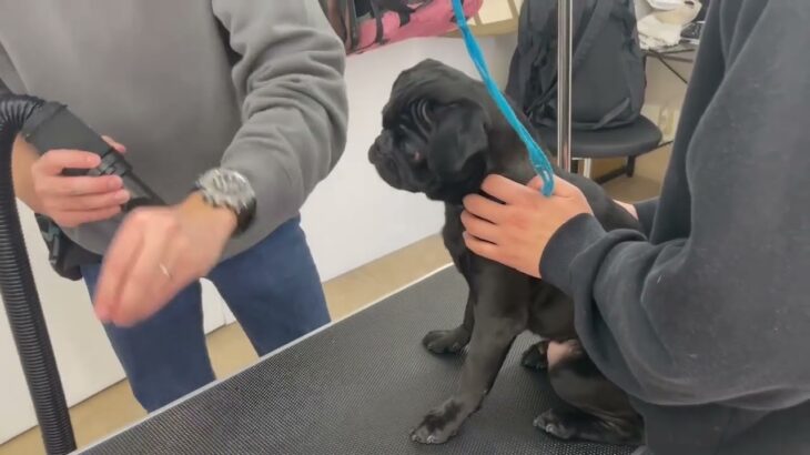 犬の幼稚園 金吾くんとトレーニング